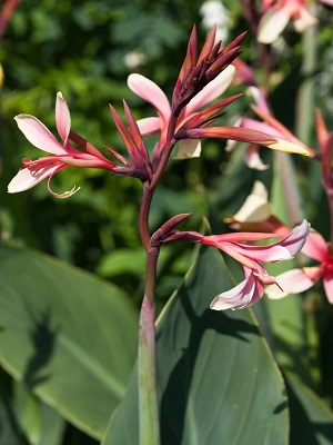 CANNA Panache
